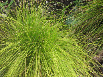 Fiber Optic Grass