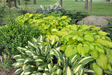 Hostas