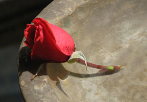 Rose bud on bird bath