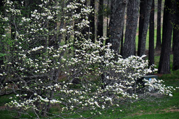 Dogwood