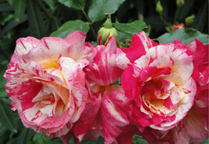 Candy Cane Floribunda