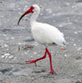 White Ibis