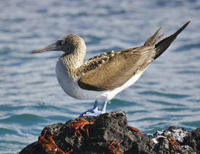 blue-footed booby